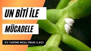 Homemade remedy for mealybugs | How to get rid of mealybugs?