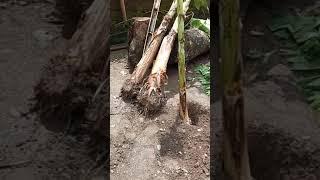 let's plant Banana  backyard farming "buhay probinsya" pls. like and subscribe to our channel.