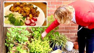 SIMPLE CONTAINER GARDENING | EASY CHAEP CURRY | FRUGAL LIVING VLOG