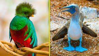7 Самых удивительно-красивых птиц в мире