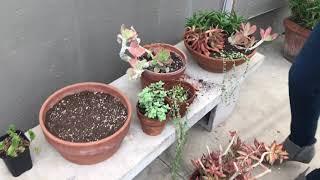 Complete Desert Dome Tour, Succulent Arrangment and My Echevia Propagation Projects in Conservatory