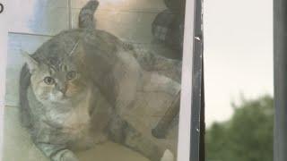 Pet owner shocked after being told to take down her lost cat posters by the City of Austin