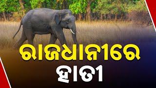 Elephant Enters Bhubaneswar | Spotted Near AIIMS | Forest Dept Alerts