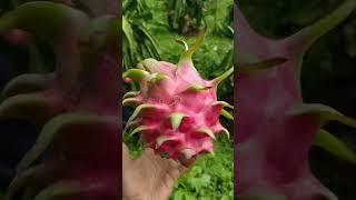 Cara panen buah naga #viralvideo #berkebun