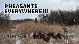 North Dakota Pheasant LIMITS! TONS of BIRDS!