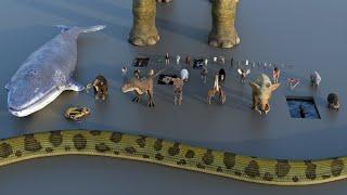 Animal Size Comparison | 3d Animation Comparison | Real Scale Comparison