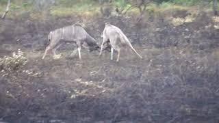 Kudu fight