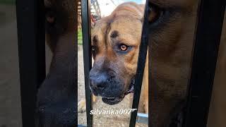 KODI Cute Cane Corso Puppy Beautiful Dog Eyes Animal Love Dog Lovers Home Pets