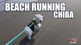 Westie Dash Training | Beach Edition | Baby Turtle rescue