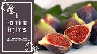 5 Exceptional Fig Trees | NatureHills.com