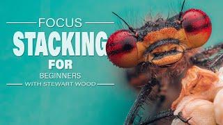 Mastering Macro Photography: Focus Stacking for Beginners