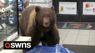 Huge brown bear enters 7-Eleven store and helps itself to CANDY BARS  | SWNS