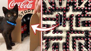 Black Cat vs Coca-Cola