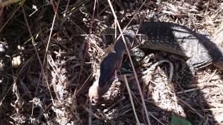 Racehorse Goanna Eating a Mouse