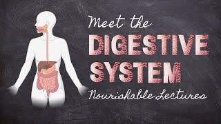 Meet the Digestive System | Part 1 Foundations in Digestion | Nourishable Macronutrients Lecture 4