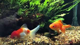 Using a Plenum in a Goldfish tank that is 25-years old now and still going.