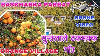 लटरम्म फलेका सुन्तलाहरु | Orange Village | Baskharka Parbat | Jaljala Rural Municipality-1 | 4K