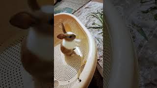 Black Rabbit and Brown Rabbit Jumping | Pet Rabbit #shorts