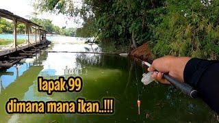 LAPAK 99 DIMANA MANA IKAN‼️KALIAN HARUS COBA KESINI || mancing ikan red devil NAHOL MANIA