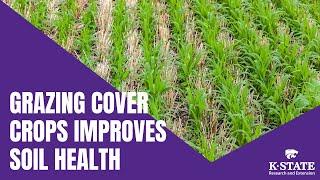 Grazing Cover Crop Improves Soil Health