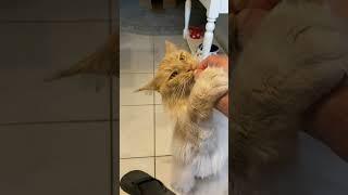 Maine coon treat time #mainecoon #catbreed #funnycats #pussycat #cutecat #feline #cattreats