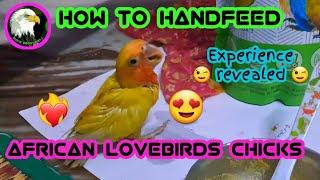 How to Handfeed African lovebirds Chicks | Tamil | MoreAboutPets | MAP |