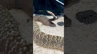 AMAZING Snake Giving Live Birth! 