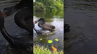 Swan sex Swan Mating #shorts #short #shortsvideo #shortsfeed #swan #animals #singapore