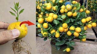 Unique Skills Growing Oranges from Orange fruit in Pot  100% success