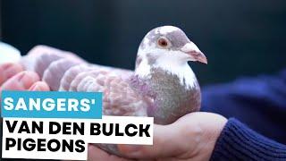 Sangers' Van Den Bulck Pigeons