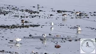 World Wildlife Day (March 3).....Sanderlings on the shore.