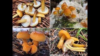 Gemeiner Samtfußrübling, Enoki, Winterrübling, Flammulina velutipes