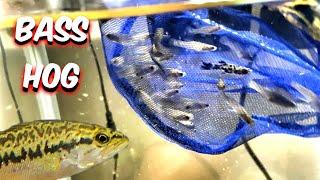 NETTING FISH For My baby LARGEMOUTH BASS AQUARIUM Daily !! - A1A Adventures