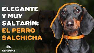 PERRO SALCHICHA (DACHSHUND o TECKEL): 9 COSAS que debe saber