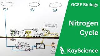 The Nitrogen Cycle - GCSE Biology | kayscience.com