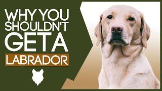 LABRADOR! 5 Reasons WHY YOU SHOULD NOT Get a Labrador Puppy!