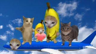 Baby Banana Cat Cry and Happy Videos #8 