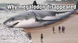 Why megalodon disappeared? #shortsfeed #short #megalodon #shark