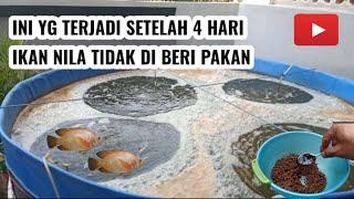 Ikan nila selama empat hari tidak diberi pakan