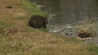 Muskrat Behavior