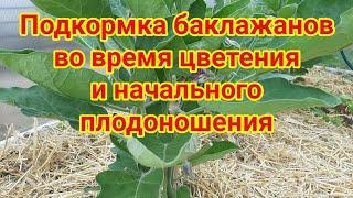 Подкормка баклажанов во время цветения и начального плодоношения