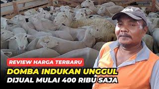 Review Harga Terbaru, Domba Indukan Unggul Dijual Mulai 800 Ribu Saja| @AGROTV9