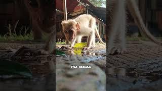 Scared but he is super. Baby monkey drinking water from the floor due to thirst. Macaca.ശാർങ്ങക്കാവ്