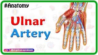 Ulnar artery Anatomy Animation : Course﻿, Branches, ﻿Clinical aspects - Usmle review