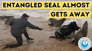 Entangled Seal Almost Gets Away
