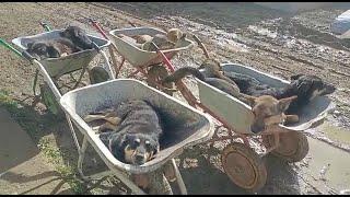 Округ отказал в помощи умирающим животным Массовая гибель собак/Mass deaths of animals