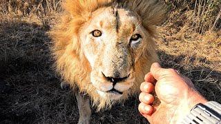 ANIMAL REUNION - How Will the Lions React to Kevin Richardson's Injury? | The Lion Whisperer