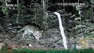 《秘境之眼》 豹猫 20241226 |  CCTV