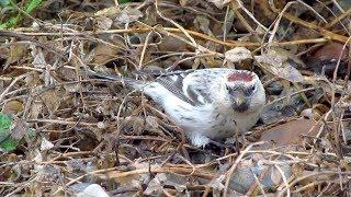 Hornemann's Arctic Redpoll in Suffolk