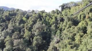 Lovellsgift Gibbon Experience